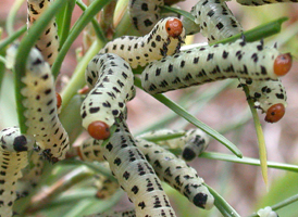 Red-headed Pine Sawfly Red-headed Pine Sawfly